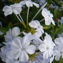 Plumbago auriculata